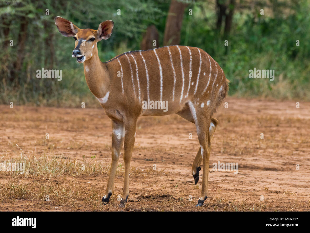 Weibliche Nyala an Pafuri Südafrika Stockfoto