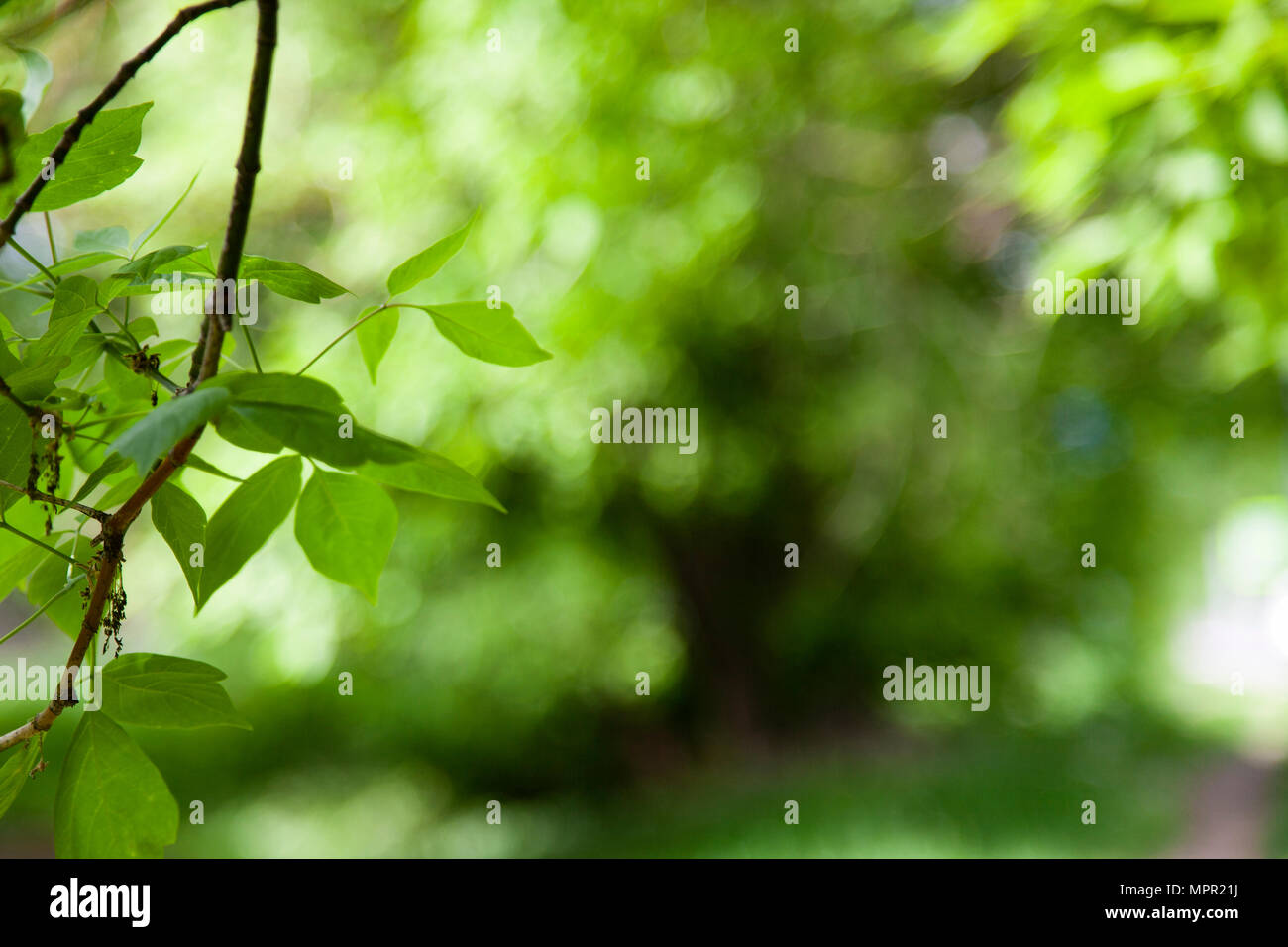 Grüne Blätter auf einer unscharfen natürlichen Hintergrund. Frühjahr Wald. Schönen natürlichen Hintergrund. Stockfoto