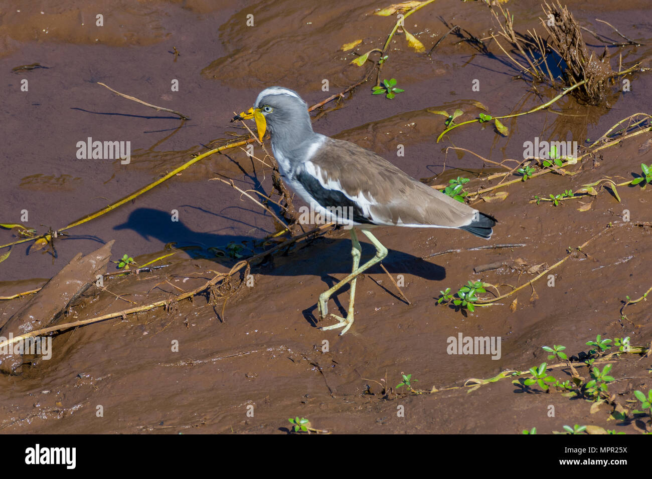 Weiß - gekrönte Kiebitz Stockfoto