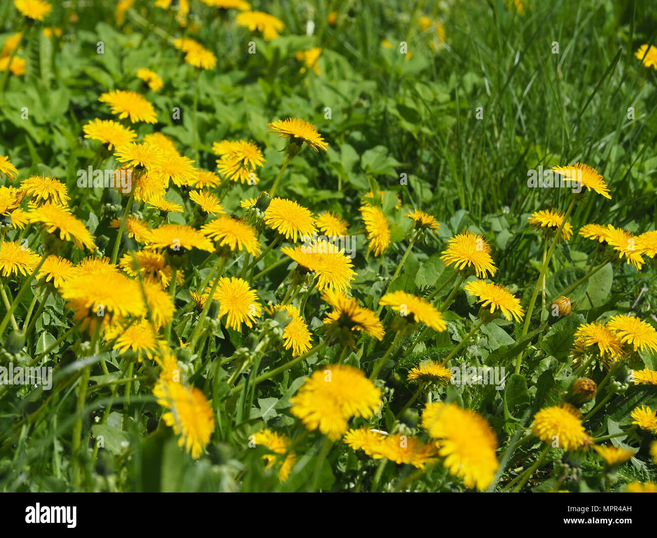 Löwenzahn - Taraxacum officinale. Foto in Lodz, Polen Stockfoto