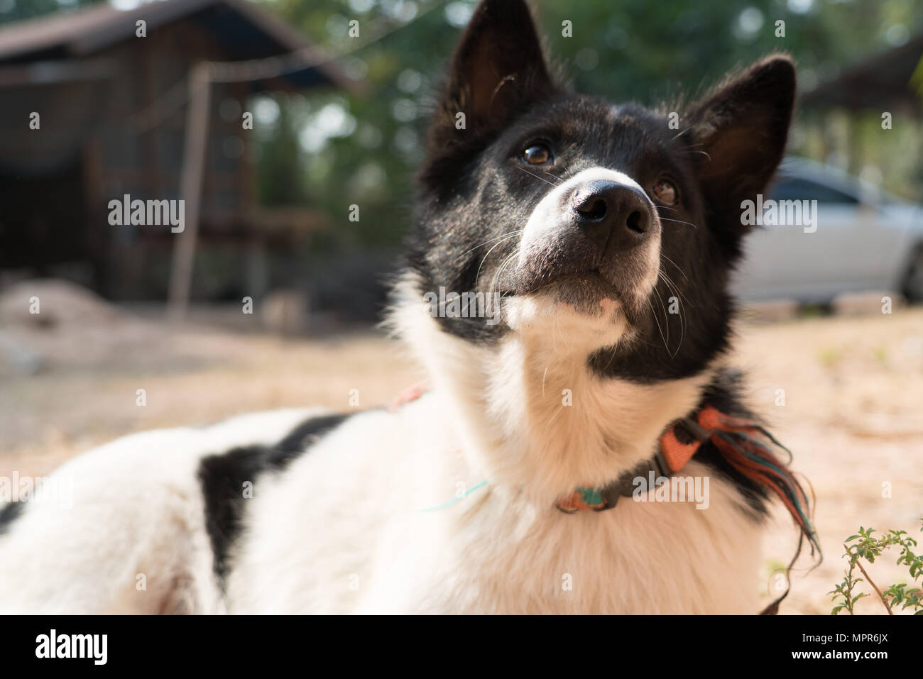 Die lokalen Hund schwarz und außen weiß und auf der Suche nach einem Essen sitzen Stockfoto