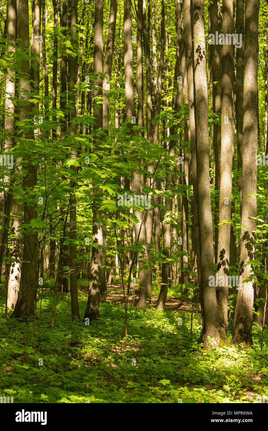 Frühe Laub im Wald vor dem Hintergrund der Bäume Amtsleitungen Stockfoto