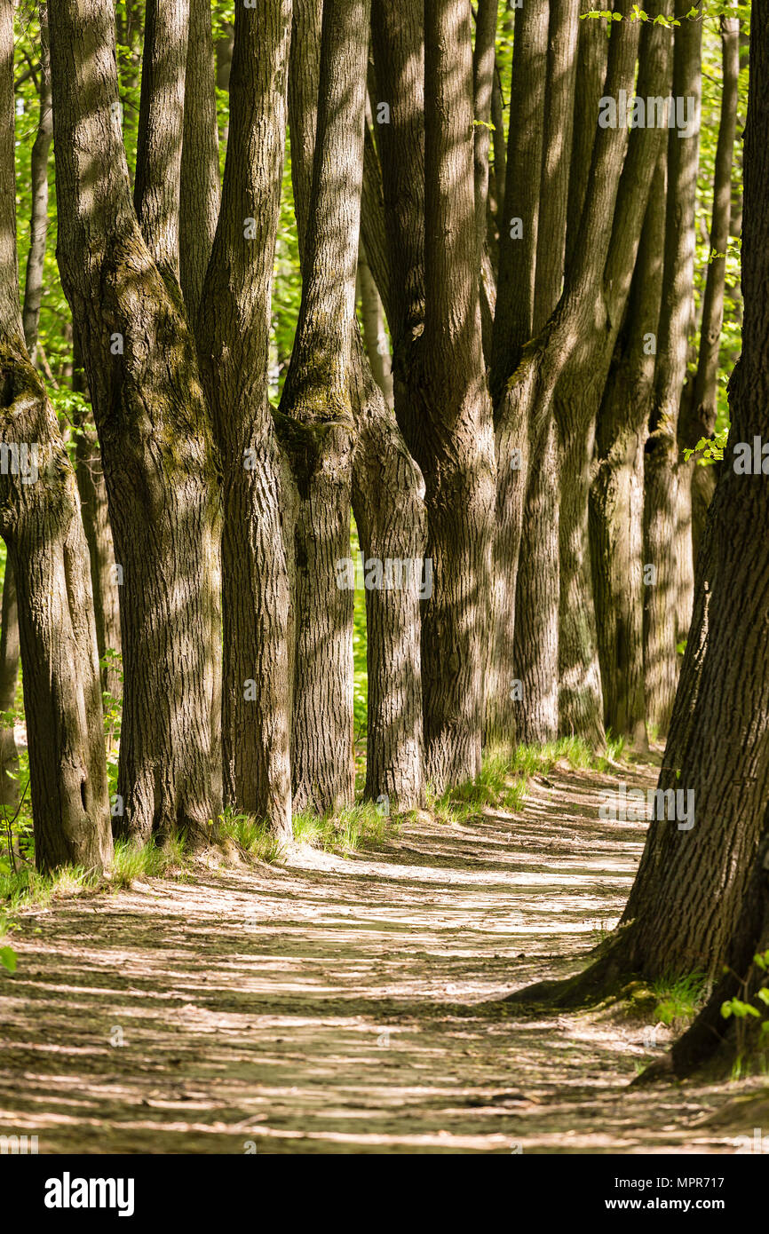 Pfad zwischen den Stämmen der Bäume in den Wald in den frühen Sommer Stockfoto