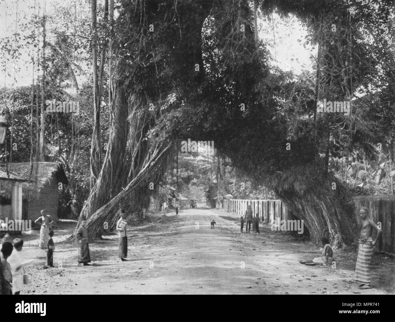 Bin alerischer alter baum Feigen (Ficus indica) an der Straße Clombo-Galle bei Kalutara', 1926. Artist: Unbekannt. Stockfoto