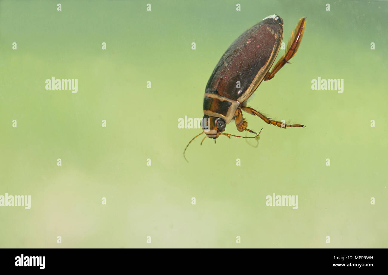 Tolles Tauchen Käfer (Dytiscus Marginalis) wieder unten zu Teich nach oben kommen für Luft Stockfoto