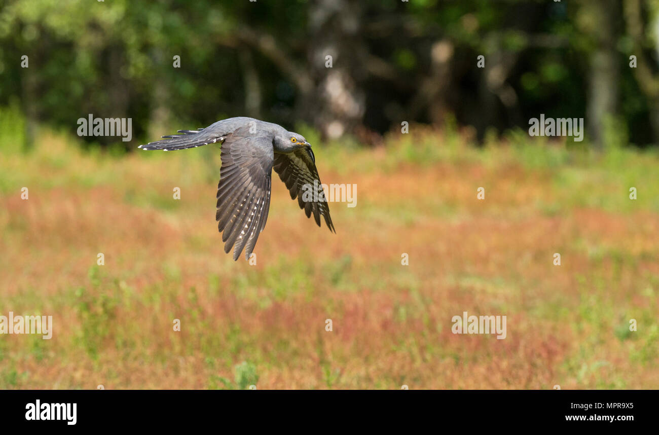 Männliche gemeinsame Kuckuck (Cuculus canorus) im Flug Stockfoto