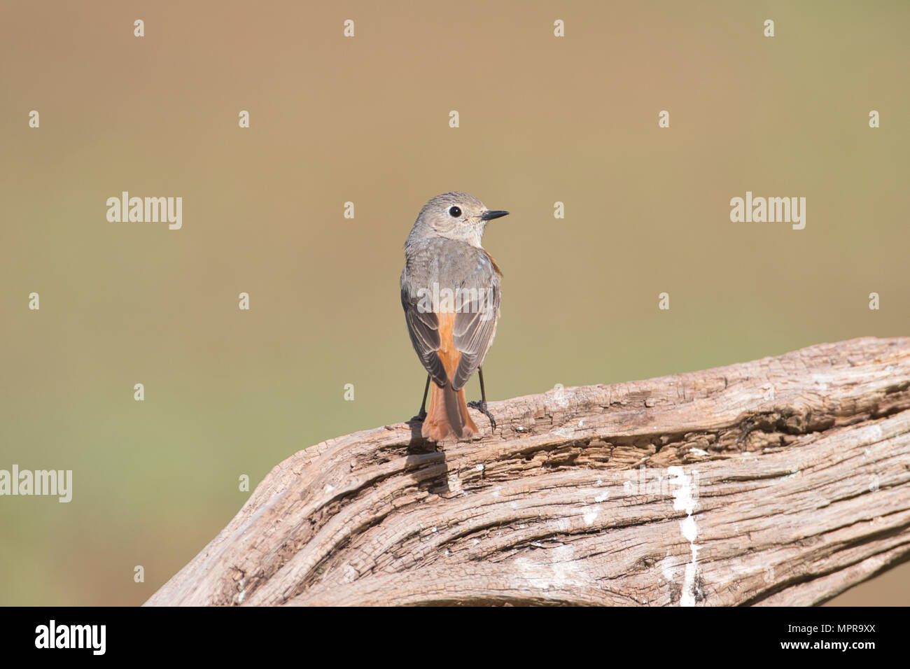 Weiblicher Gartenrotschwanz (Phoenicurus Phoenicurus) Stockfoto