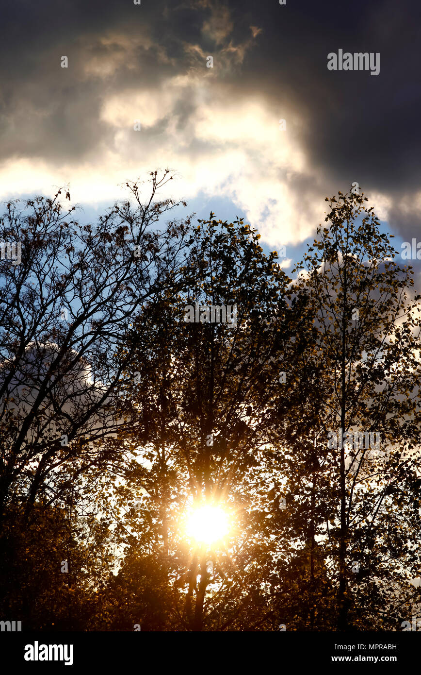 Deutschland, Baum gegen Sonne Stockfoto