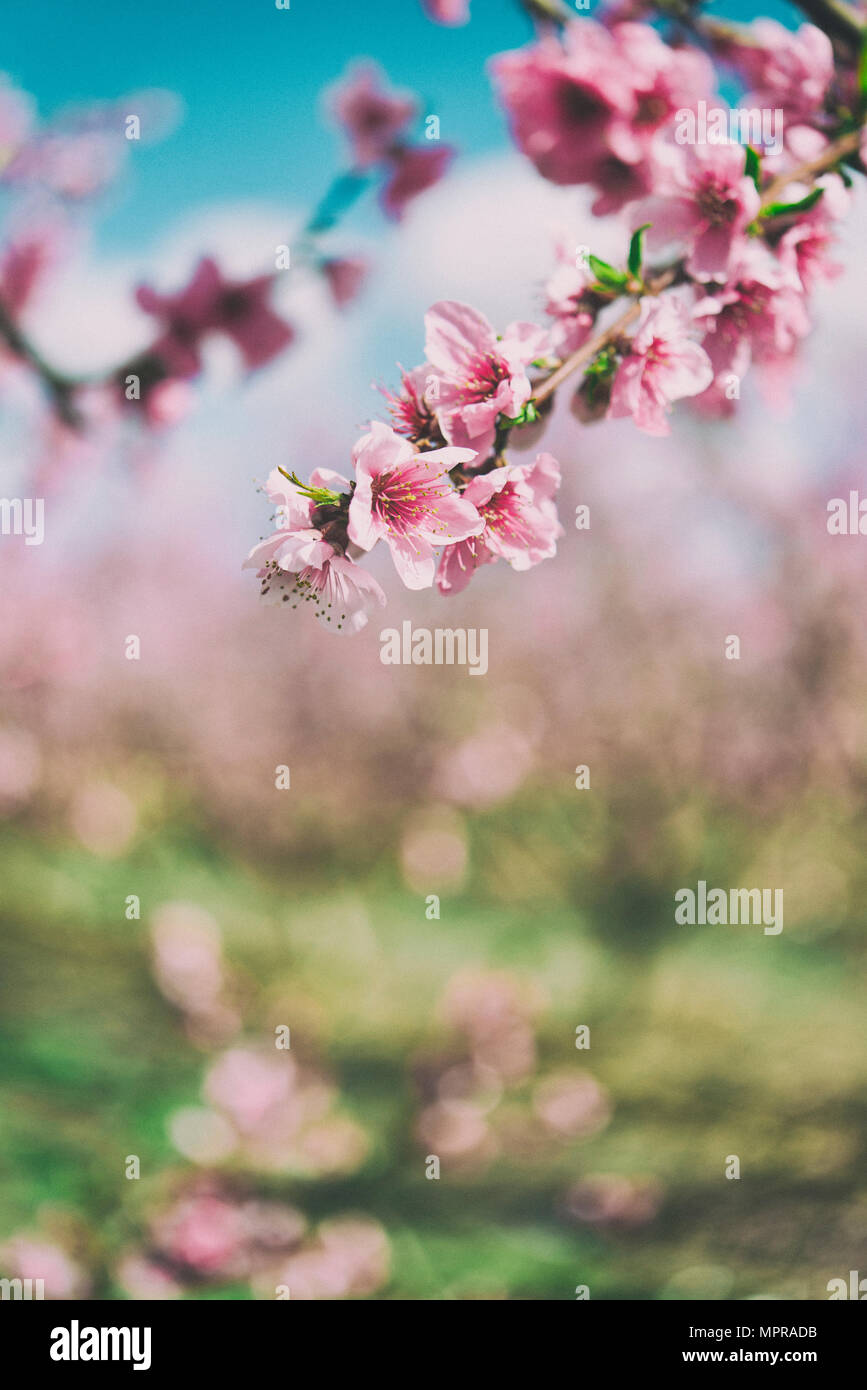 Pink Peach Blossoms Stockfoto