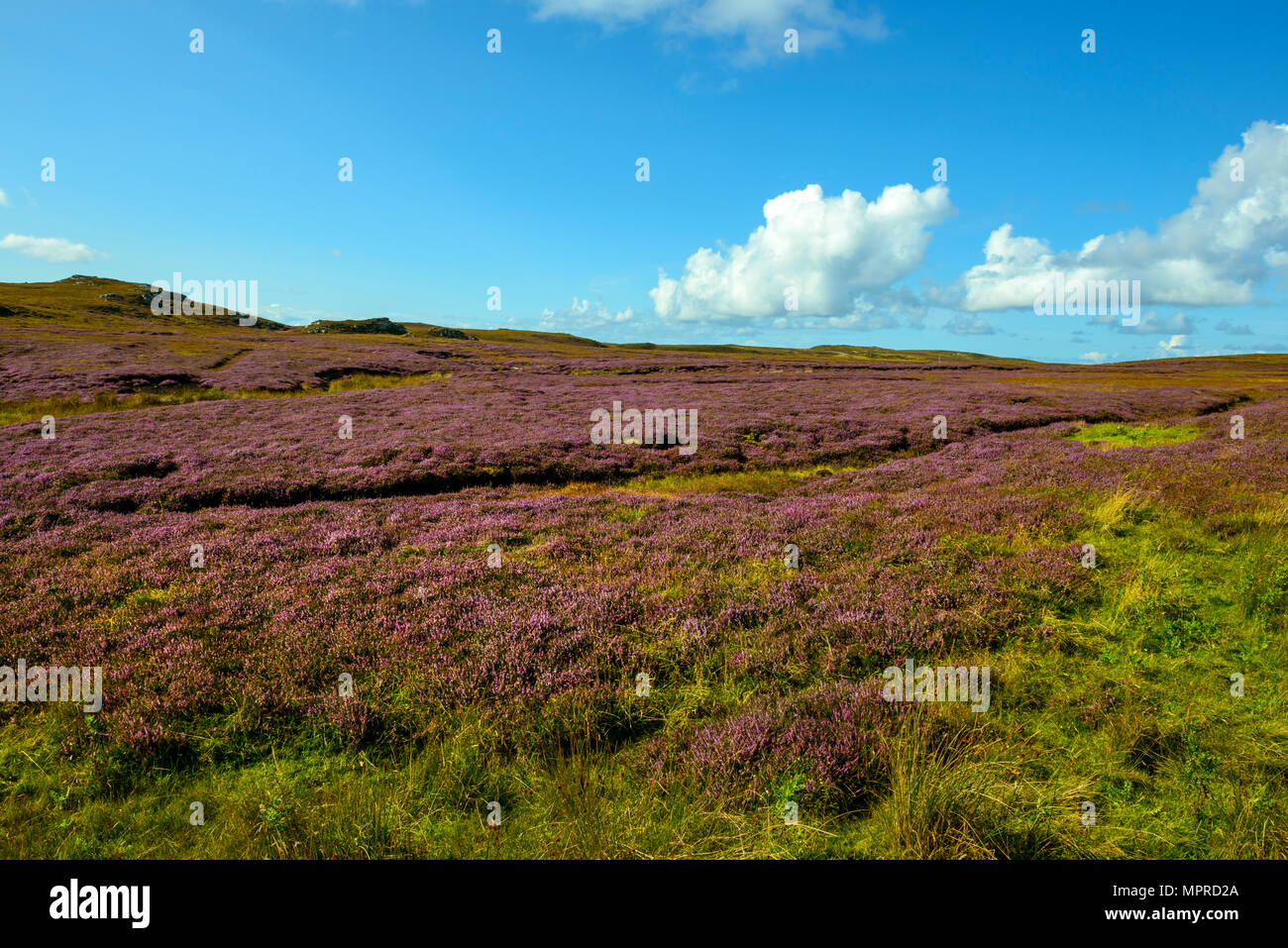 Vereinigtes Königreich, Schottland, Highland, Sutherland, Caithness, blühende Heide in der Nähe von strathy Point Stockfoto