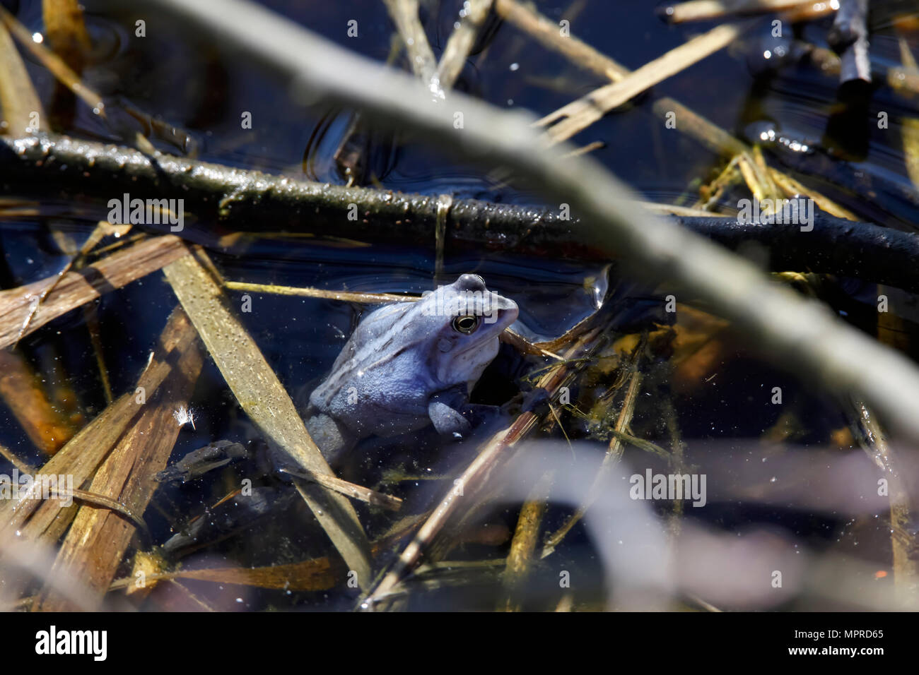 Der blaue frosch Fotos und Bildmaterial in hoher Auflösung Alamy