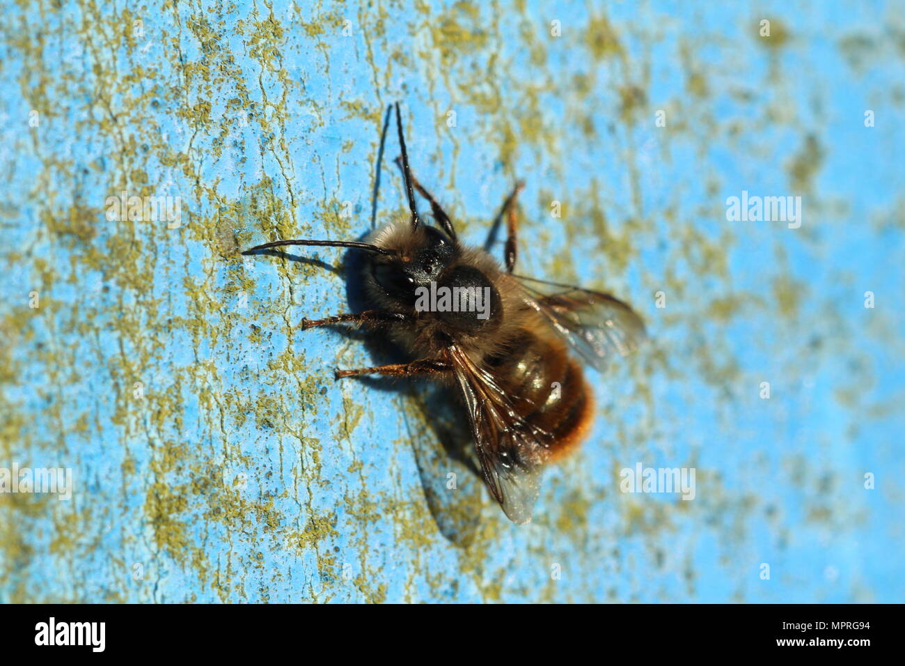 Die einsame Bienenarten Osmia bicornis (oder rote Maurer - Biene), auf einem blauen Post. Stockfoto