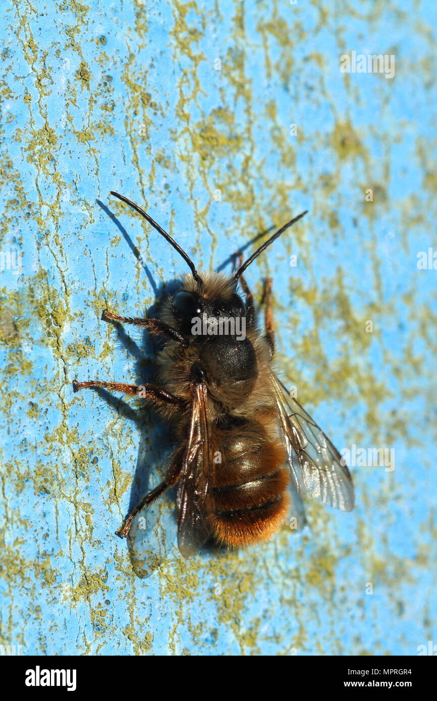 Die einsame Bienenarten Osmia bicornis (oder rote Maurer - Biene), auf einem blauen Post. Stockfoto