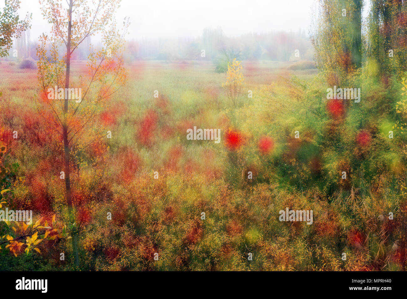 Spanien, Wicker Anbau in Canamares im Herbst, unscharf Stockfoto