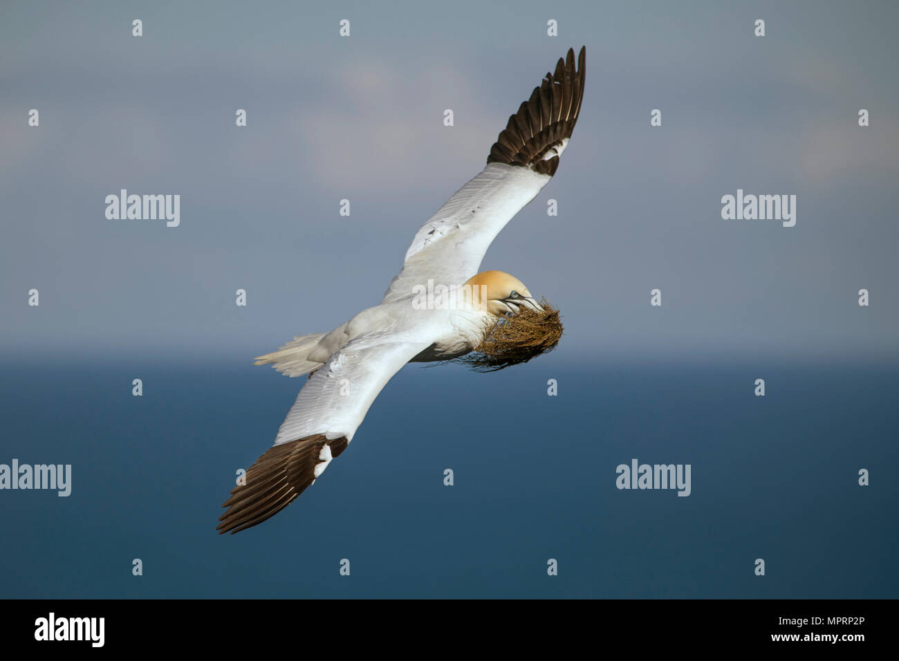 Schottland, fliegende Northern gannet mit Nistmaterial Stockfoto