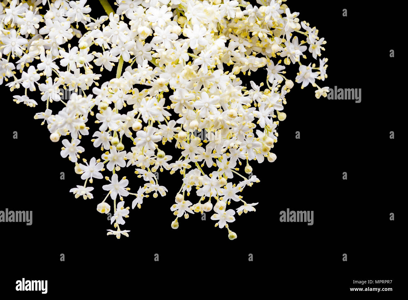 Spitze der kleinen weißen Blüten auf schwarzem Hintergrund Stockfoto