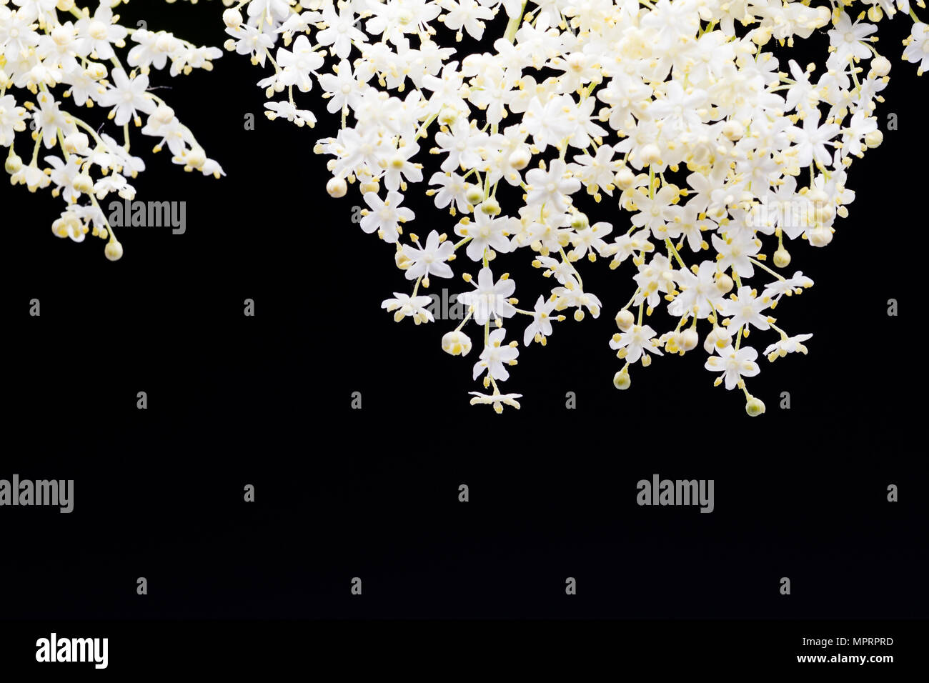 Schöne kleine weiße Blumen auf schwarzem Hintergrund Stockfoto