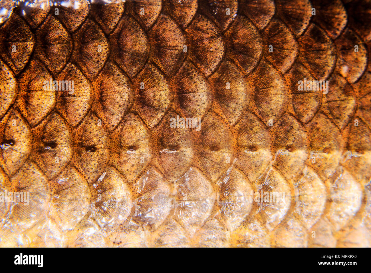 Fischschuppen makro Fotos Stockfoto