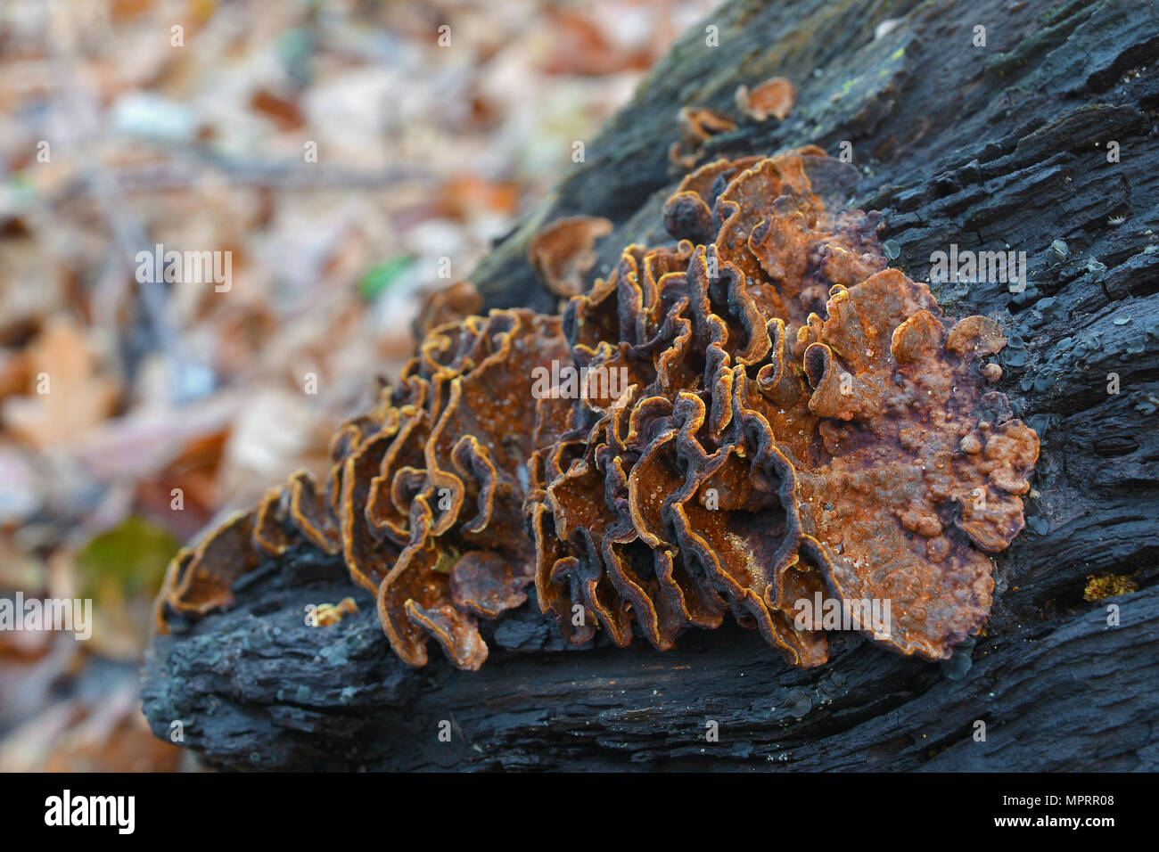 Hymenochaete rubiginosa, auch als Eiche Vorhang Kruste bekannt Stockfoto