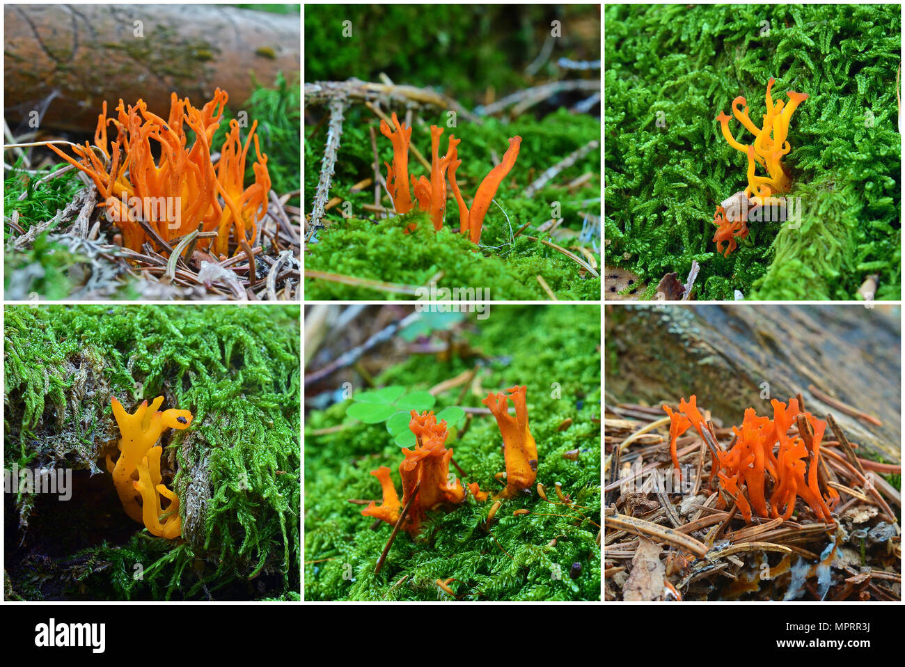 Calocera viscosa Gelee Pilz, auch bekannt als die Gelbe stagshorn Stockfoto