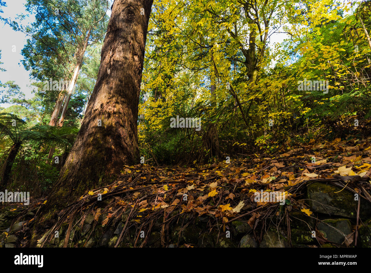 Grünen Teppich auf dem Mount Dandenong Stockfoto