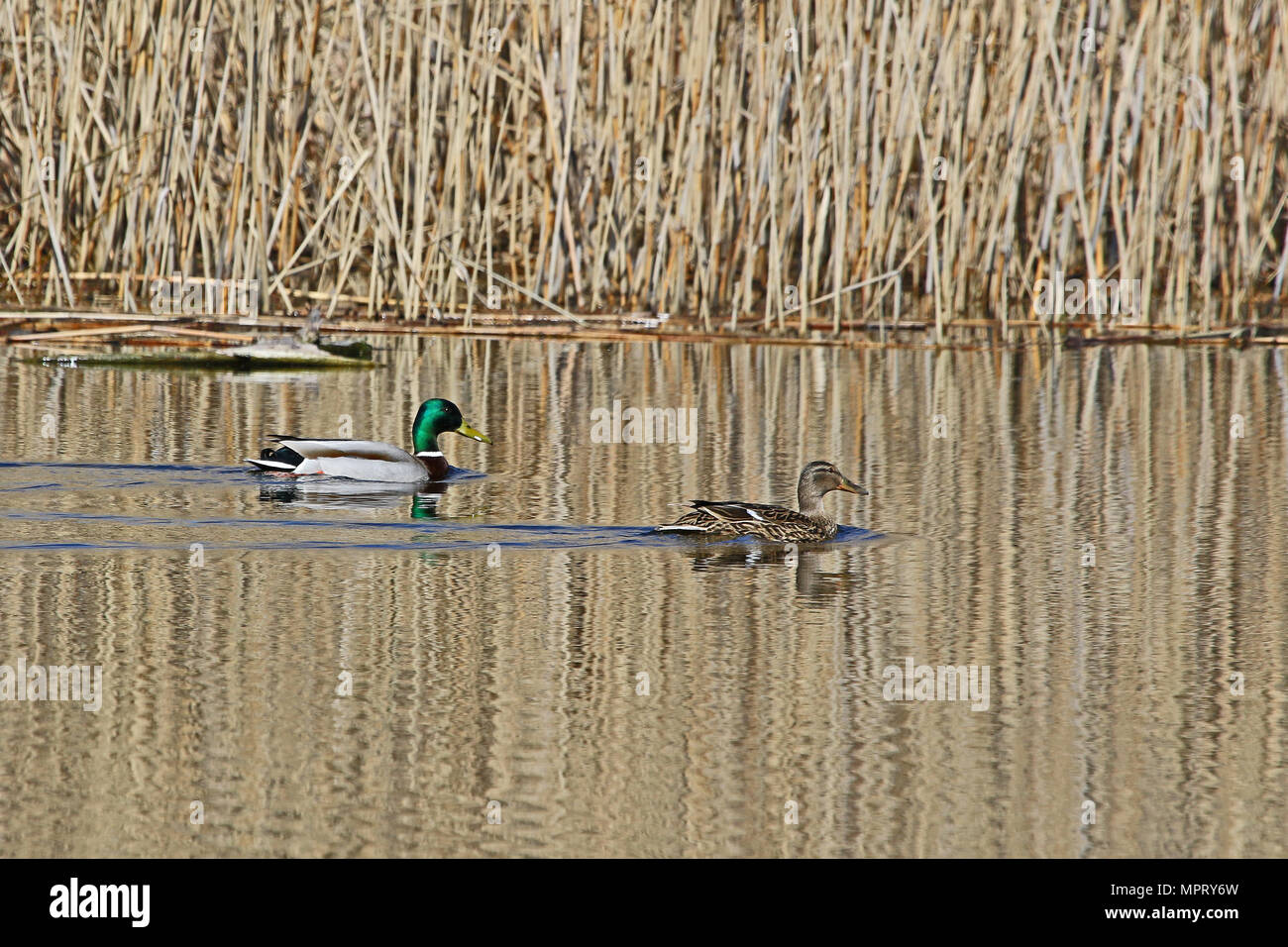 Paar Stockenten männlichen und weiblichen Enten lateinischer Name Anas platyrhynchos Familie Entenvögel schwimmen im Colfiorito Naturschutzgebiet in Italien Stockfoto