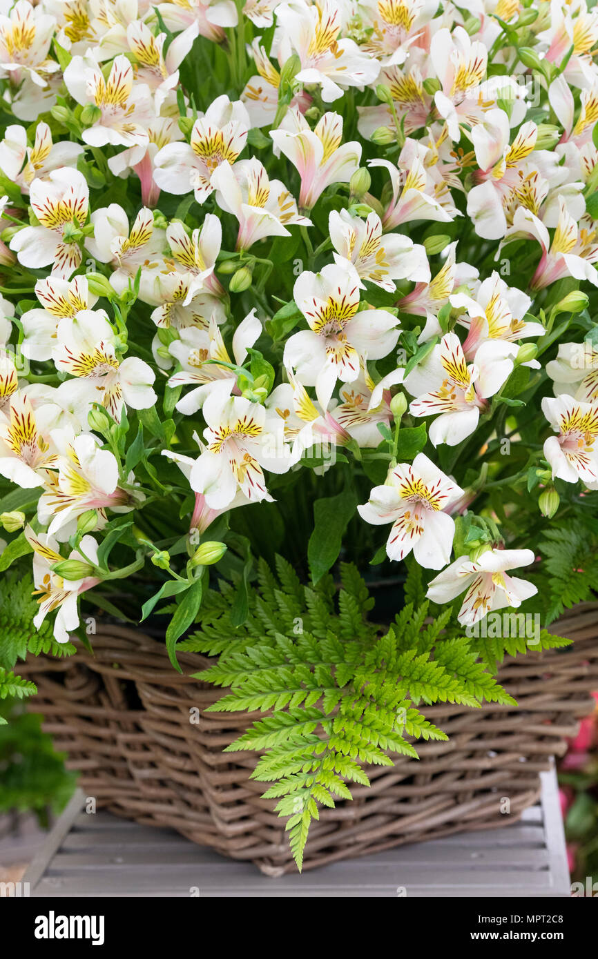 Alstroemeria 'Karussell cream'. Peruanische Lily Blumen in einem Korb eine Blume zeigen. Großbritannien Stockfoto
