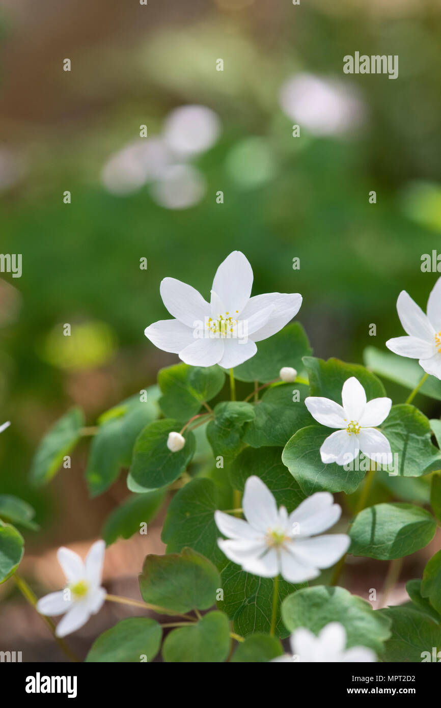 Anemonella Thalictroides. Mayflower Stockfoto