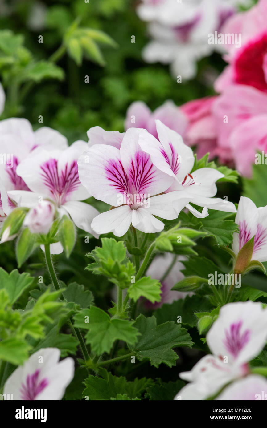 Pelargonium 'Imperial Schmetterling'. Engel Pelargonien. Großbritannien Stockfoto