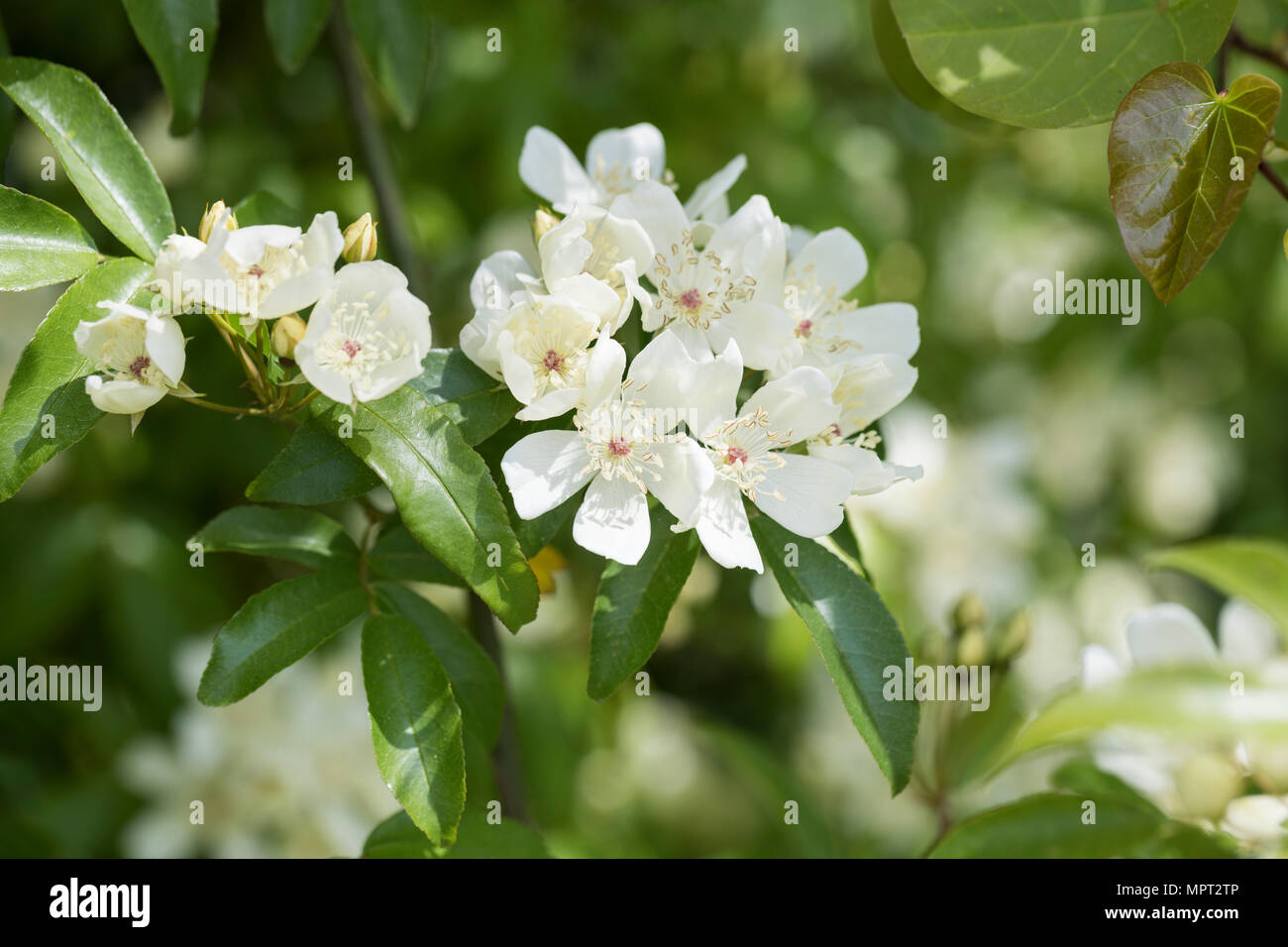 Nahaufnahme einer Rosa banksiae Normalis, die im Mai, England, UK blüht Stockfoto