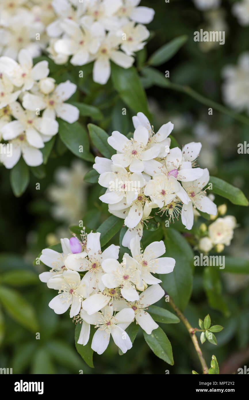 Nahaufnahme einer Rosa banksiae Normalis, die im Mai, England, UK blüht Stockfoto