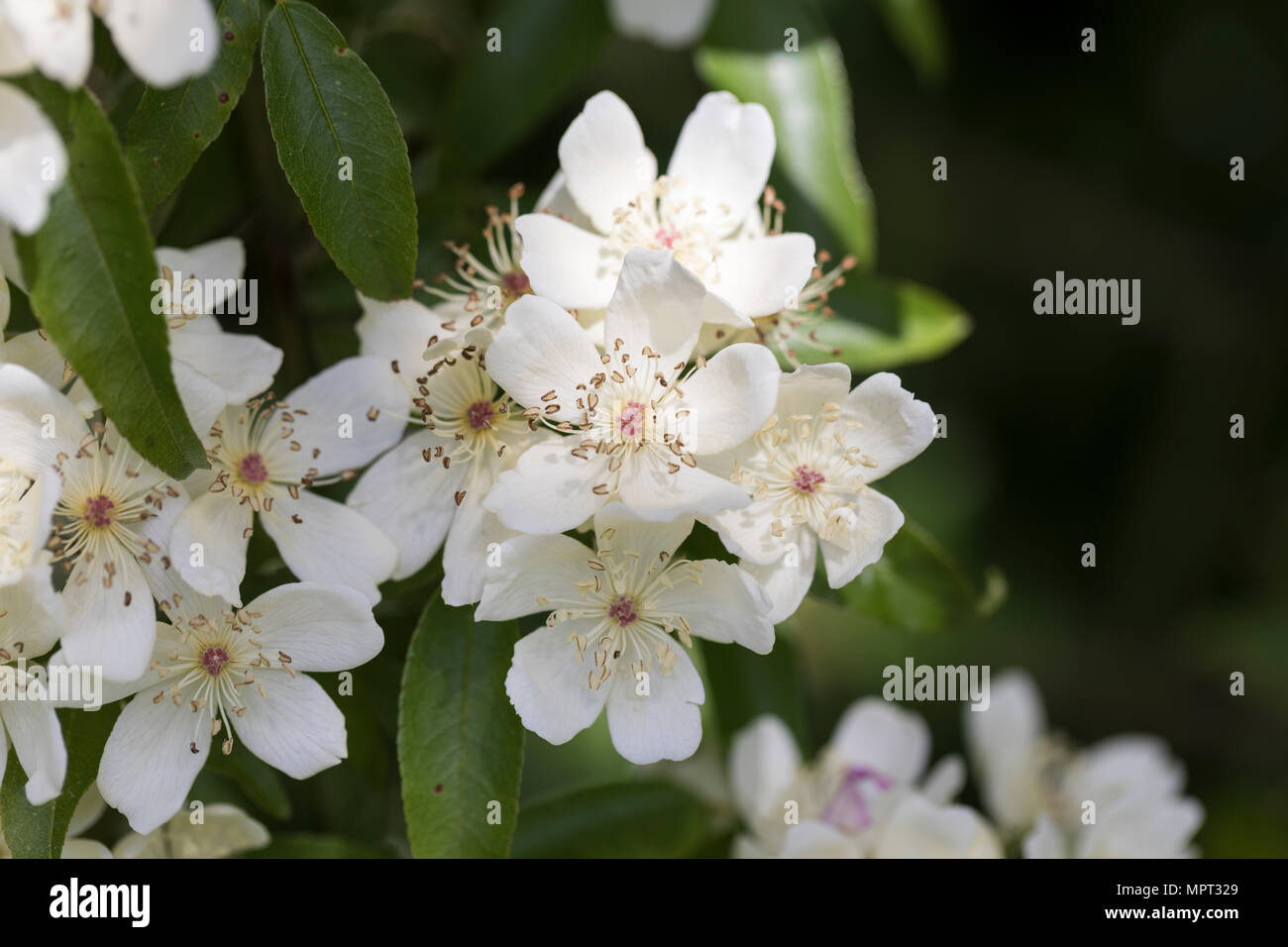 Nahaufnahme einer Rosa banksiae Normalis, die im Mai, England, UK blüht Stockfoto
