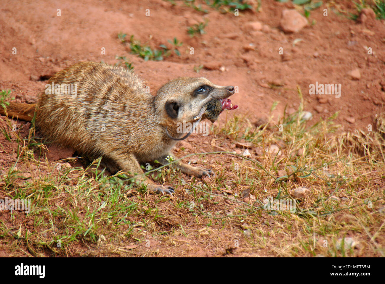 Erdmännchen Einziehen auf eine Maus in einer sandigen Terrain Stockfoto