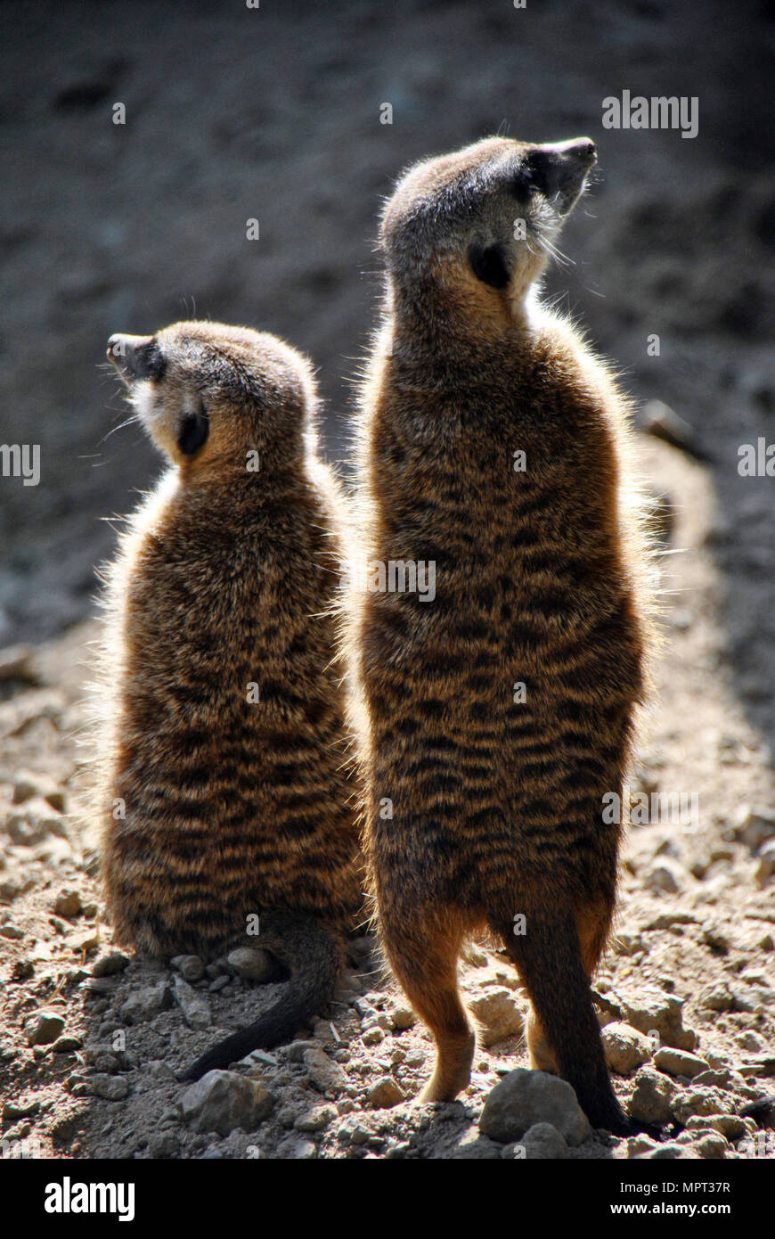 Zwei Erdmännchen Suchen in verschiedene Richtungen. Stockfoto