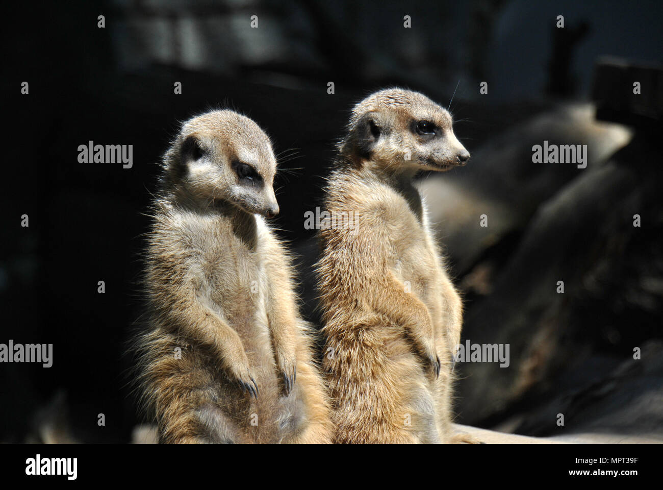 Zwei Erdmännchen auf altert für den Rest des Clans in der Sonne genießen. Stockfoto