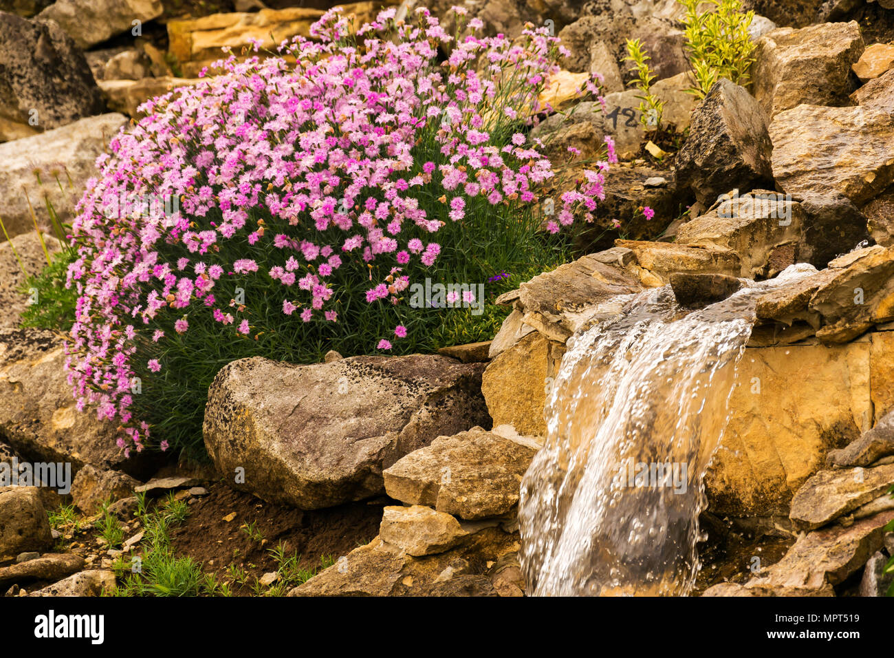 Schone Blumen Vor Einem Kleinen Wasserfall In Einen Stein Garten