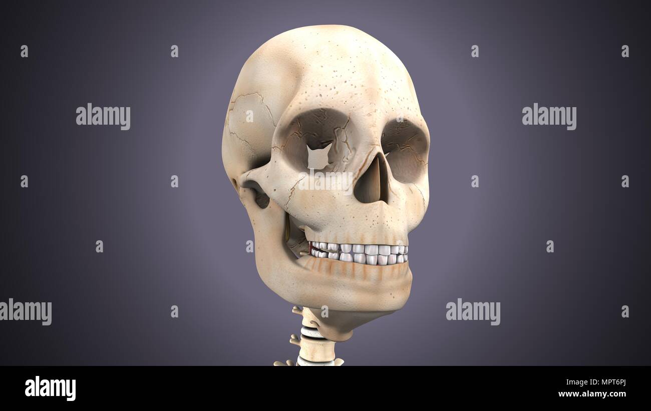 3D Illustration der Anatomie des menschlichen Skeletts Stockfoto