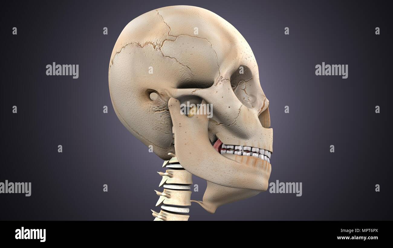 3D Illustration der Anatomie des menschlichen Skeletts Stockfoto