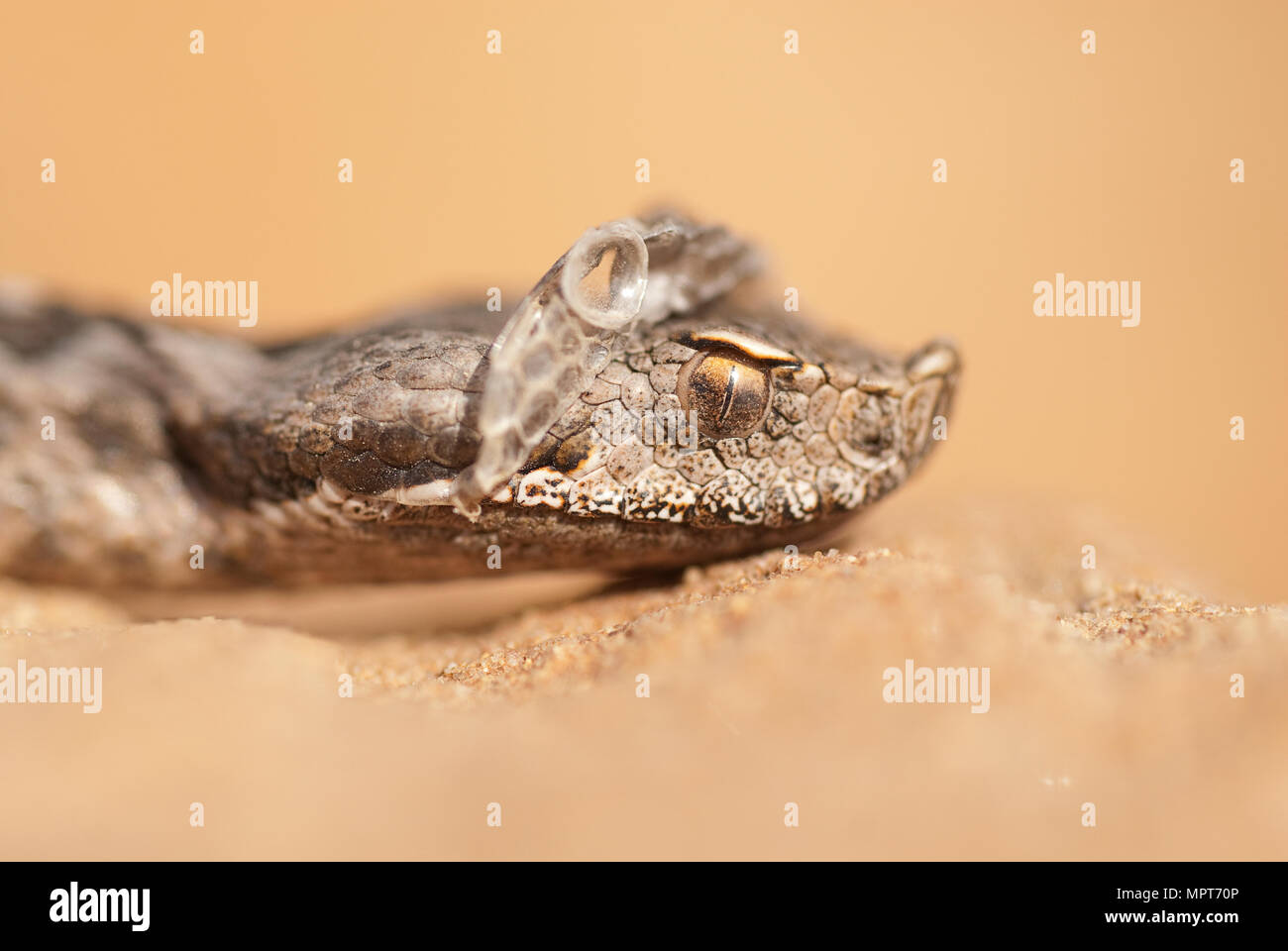 Porträt einer Schnauze viper Änderung seiner Haut, Vipera latastei, Lataste Viper Stockfoto