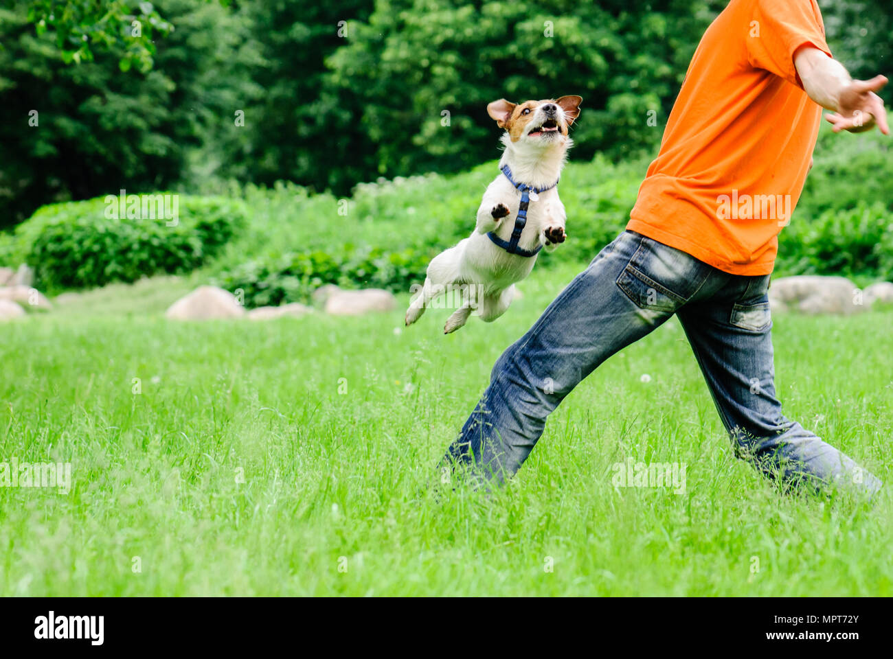 Hund springen und fliegen über Bein der Mann, der Freestyle Tricks  Stockfotografie - Alamy