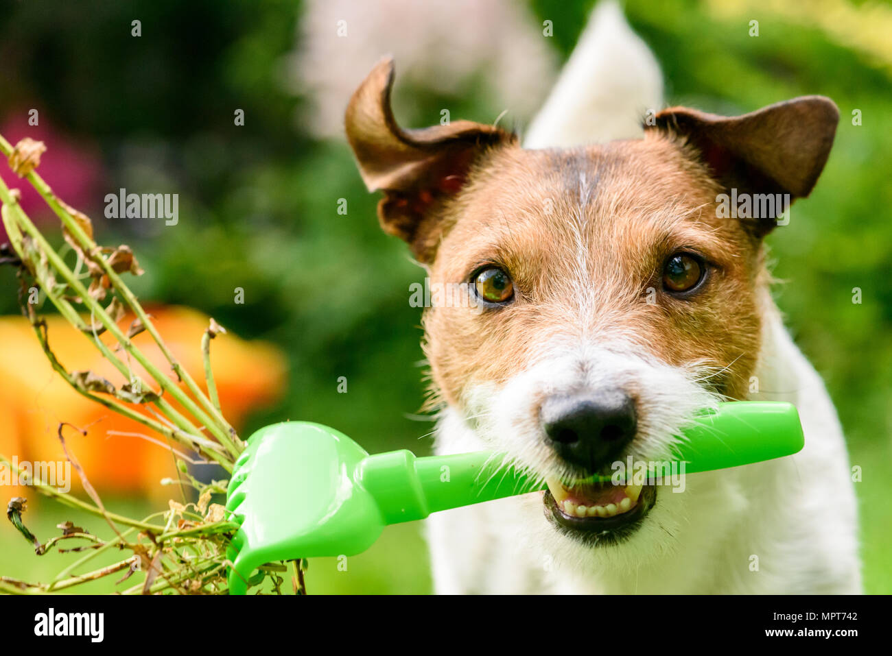 Hund mit Rechen Reinigung Garten von gefährlichen Pflanzen und Unkraut Stockfoto