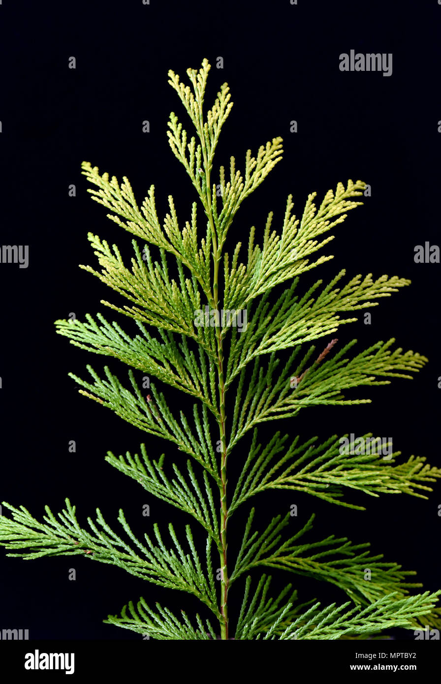 Lebensbaum, Thuja occidentalis, Giftpflanze, Heilpflanze Stockfotografie -  Alamy