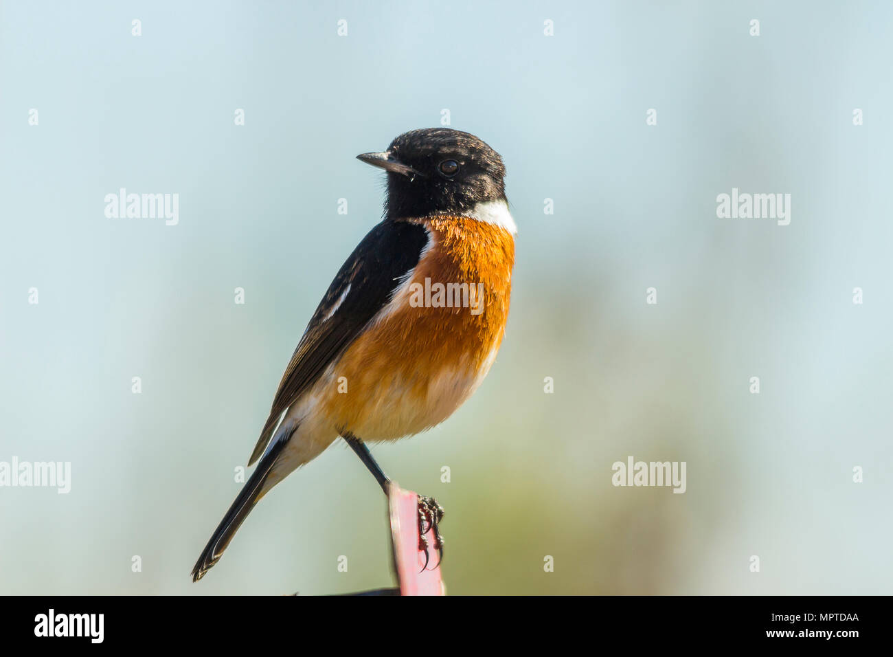 Stein Chat mit weichem Hintergrund thront Stockfoto
