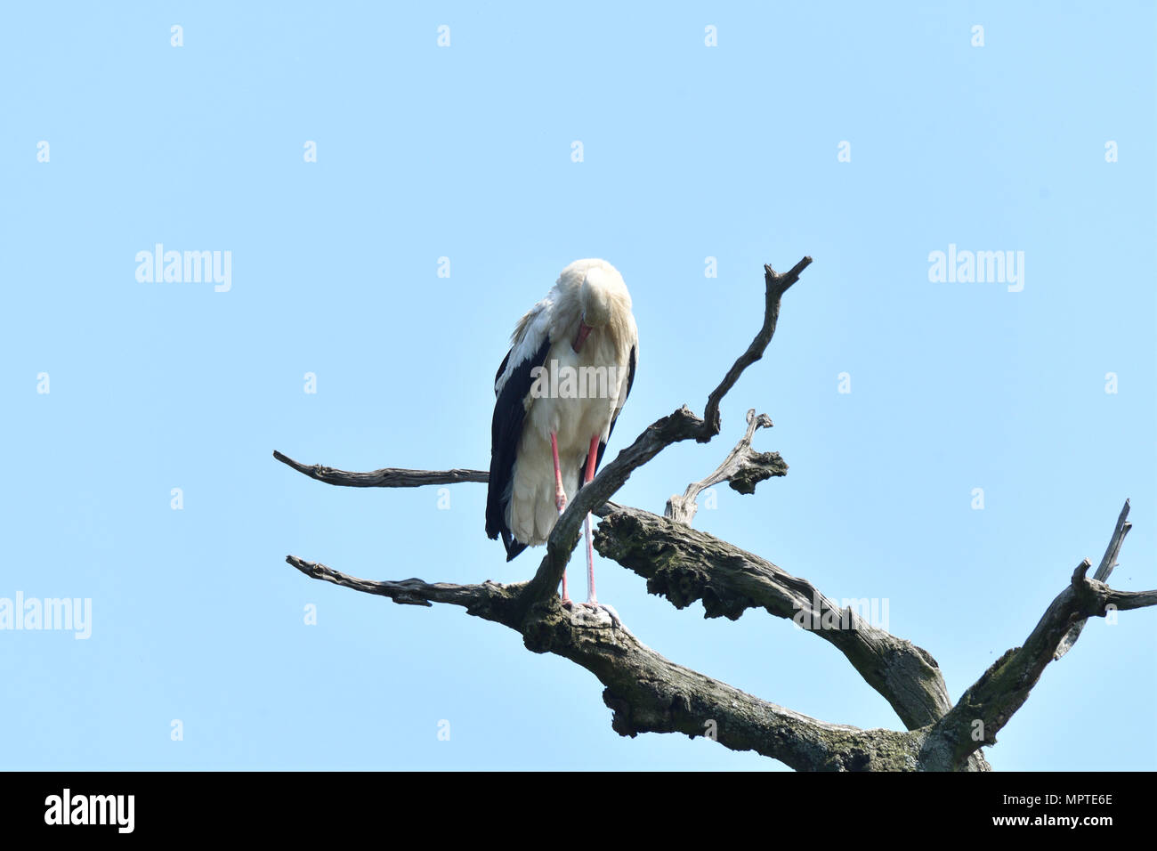 Weißstorch hoch auf den Bäumen im Nest Weißstorch hoch auf den Bäumen im Nest Stockfoto