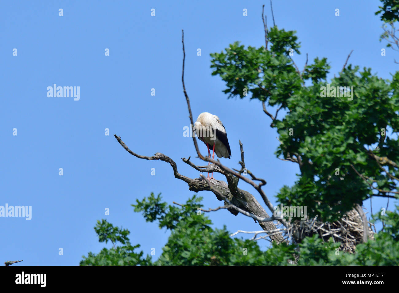 Weißstorch hoch auf den Bäumen im Nest Weißstorch hoch auf den Bäumen im Nest Stockfoto
