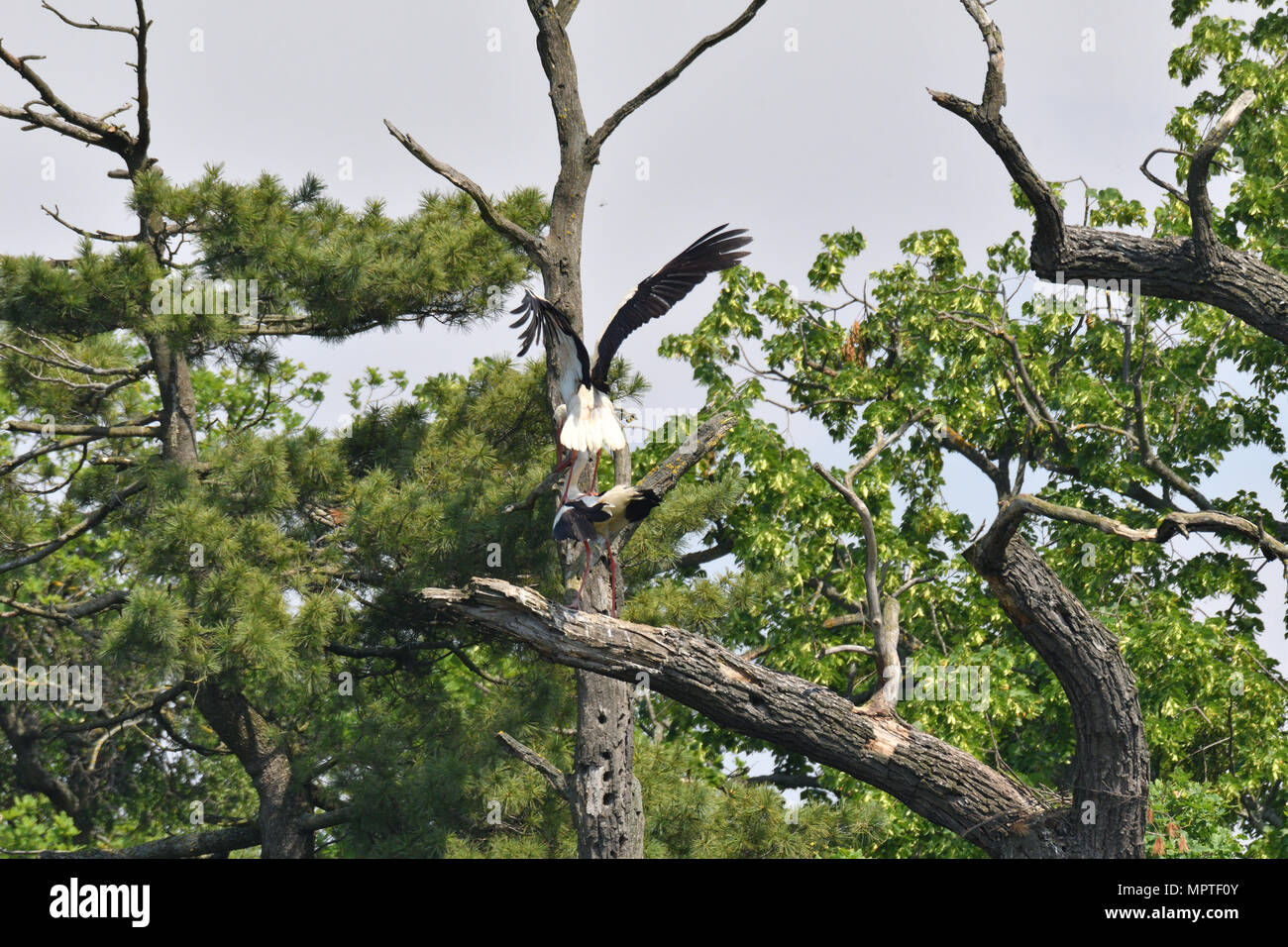 Weißstorch hoch auf den Bäumen im Nest Weißstorch hoch auf den Bäumen im Nest Stockfoto