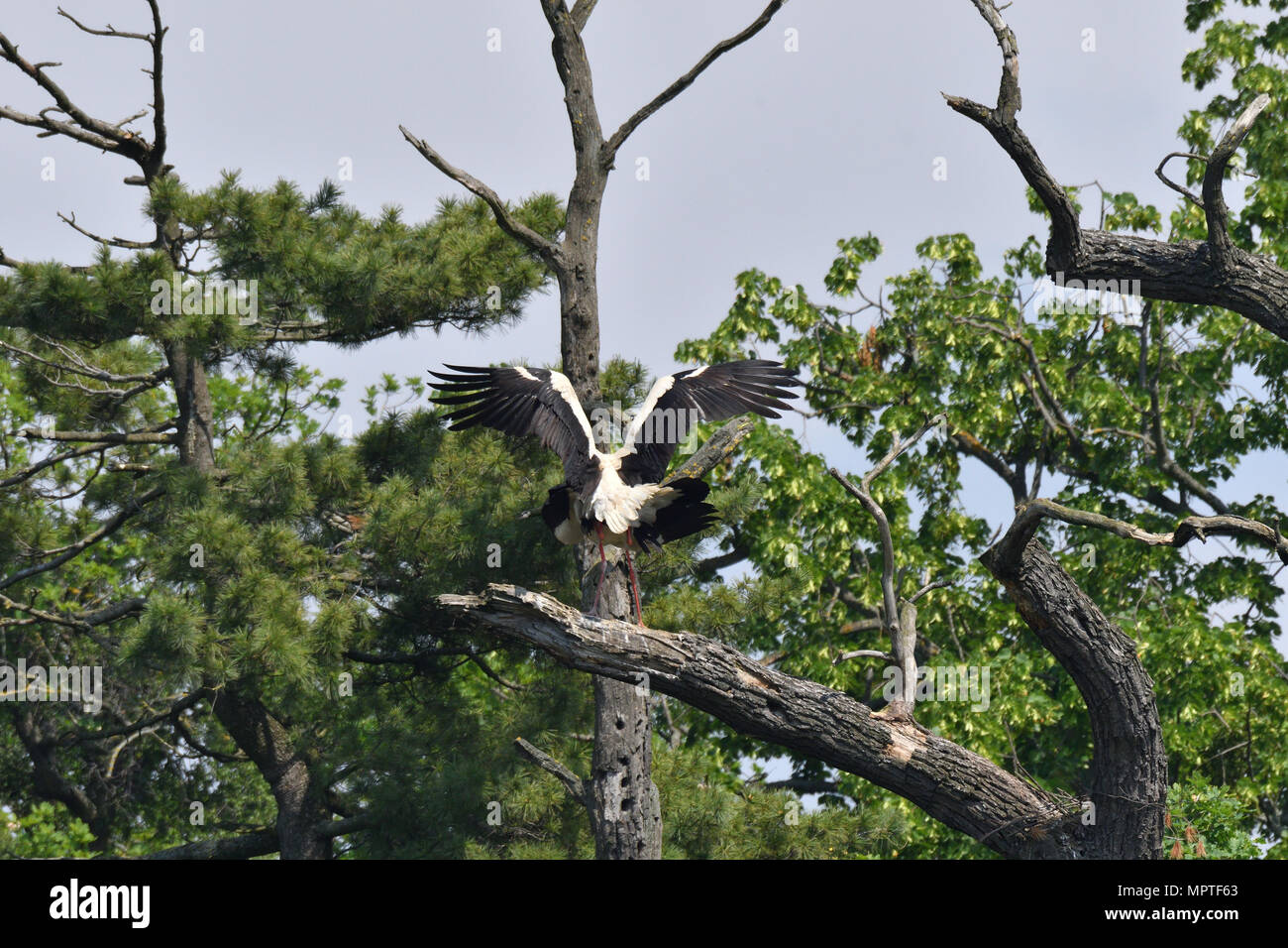 Weißstorch hoch auf den Bäumen im Nest Weißstorch hoch auf den Bäumen im Nest Stockfoto