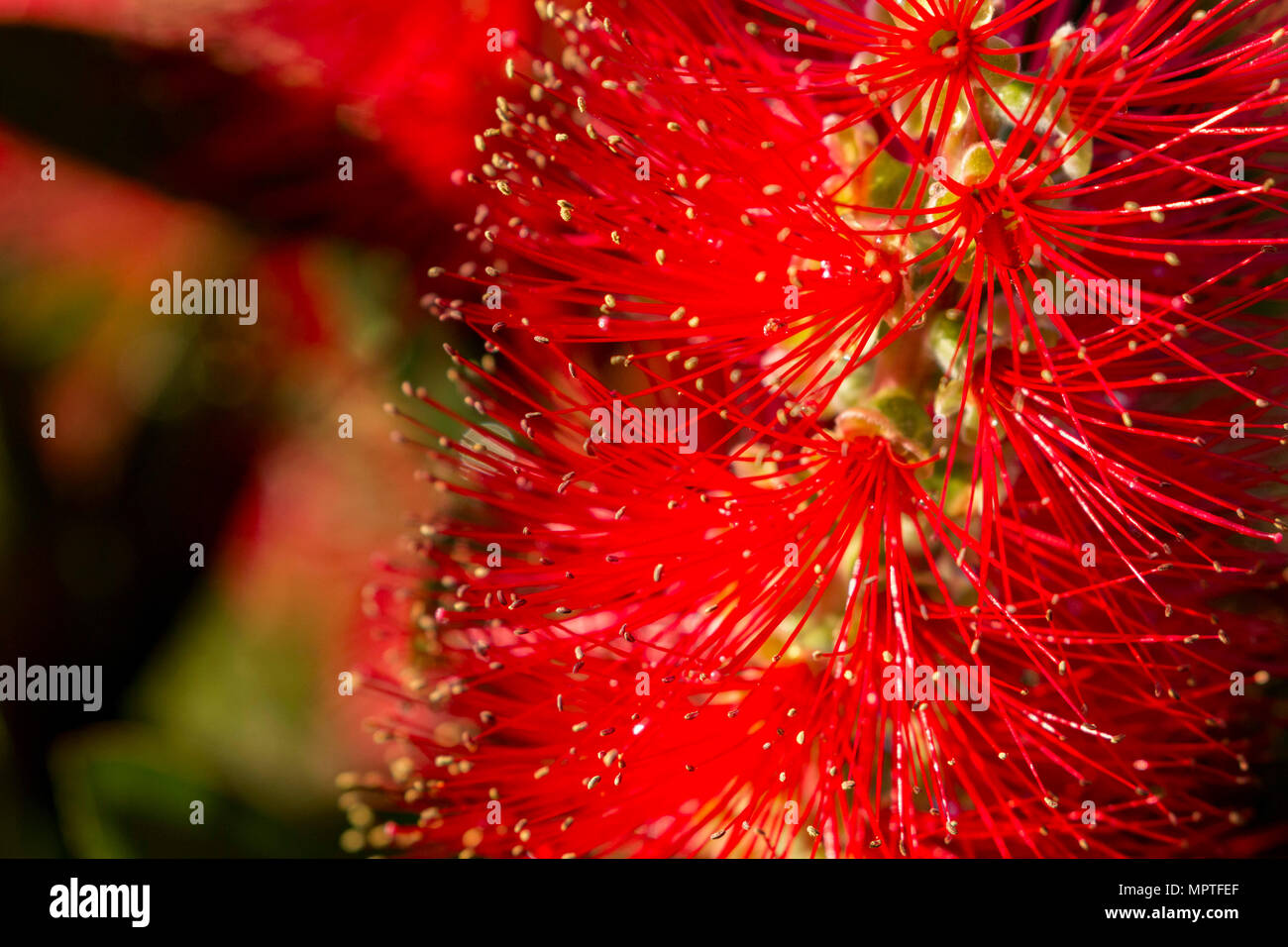 Nahaufnahme einer crimson Flaschenbürste (callistemon ') Blüte in einem Garten in Cardiff, South Wales, Großbritannien Stockfoto