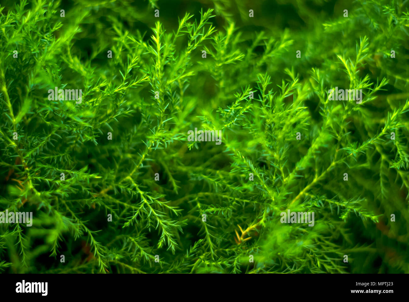 Verschwommenes grün Abstrakt floral background der natürlichen Zweige von tropischen Pflanzen mit winzigen Blätter, erinnert an Spargel oder Algen Stockfoto