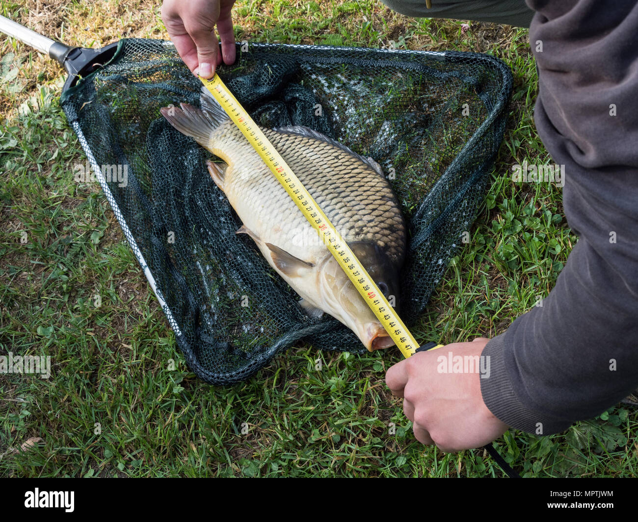 Messung Fisch - Karpfen auf Gras. Karpfen im Netz. Stockfoto